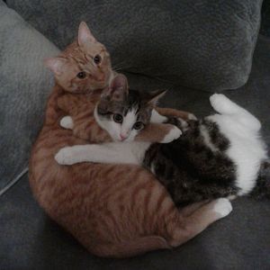 Meet your Posher, Michael